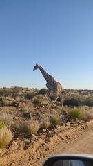 Giraffa camelopardalis giraffa