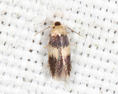 Stigmella nigriverticella