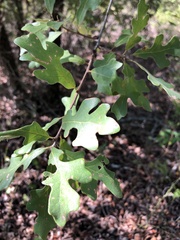 Quercus margaretiae