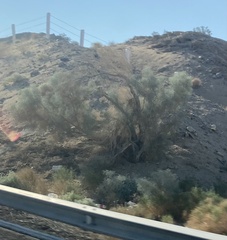 Psorothamnus spinosus