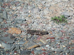 Trimerotropis verruculata