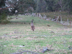 Macropus fuliginosus