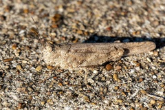 Trimerotropini
