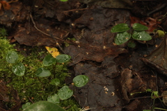Asarum europaeum