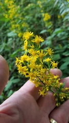 Solidago flexicaulis