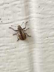Naupactus peregrinus