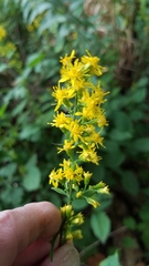 Solidago flexicaulis