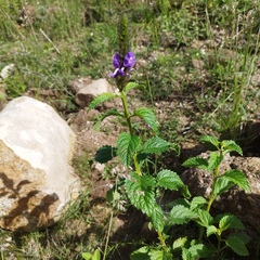 Stachytarpheta acuminata
