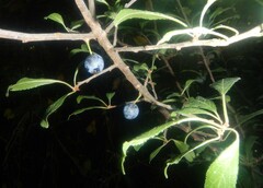 Prunus spinosa