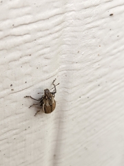 Naupactus peregrinus