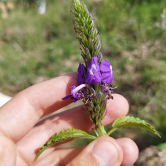 Stachytarpheta acuminata