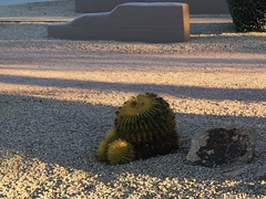 Kroenleinia grusonii