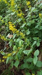 Solidago flexicaulis