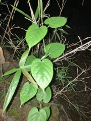Cissus verticillata