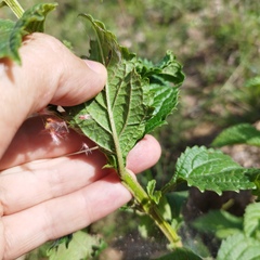 Stachytarpheta acuminata