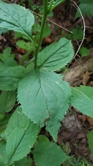 Solidago flexicaulis