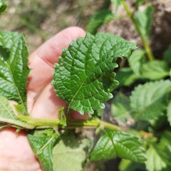 Stachytarpheta acuminata