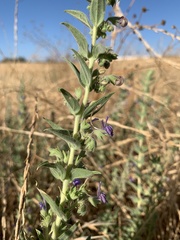 Trichostema lanceolatum
