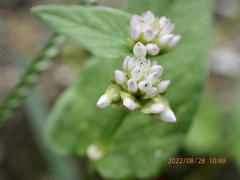 Persicaria nepalensis