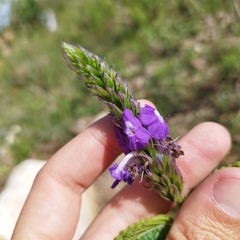 Stachytarpheta acuminata