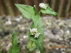 Persicaria nepalensis