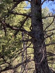 Sitta carolinensis