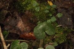 Asarum europaeum