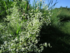 Galium mollugo