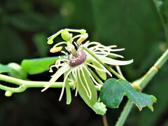 Passiflora lutea