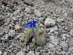 Delphinium glareosum