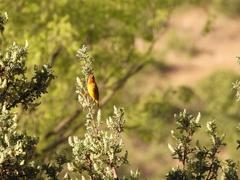 Ploceus capensis