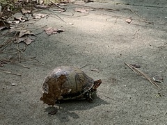 Terrapene carolina triunguis