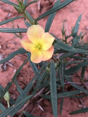Talinum aurantiacum
