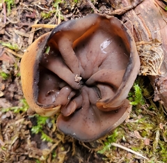 Pseudoplectania nigrella
