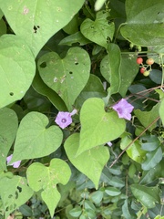 Ipomoea triloba