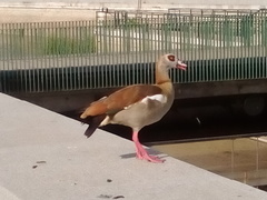 Alopochen aegyptiaca