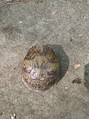 Terrapene carolina triunguis