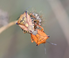 Carpocoris mediterraneus atlanticus