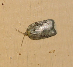 Acleris chalybeana