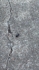 Armadillidium vulgare
