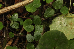 Asarum europaeum