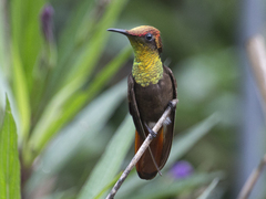 Chrysolampis mosquitus