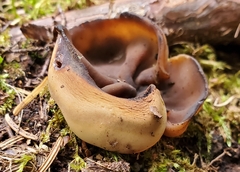 Pseudoplectania nigrella