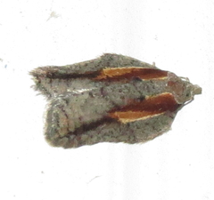 Acleris youngana