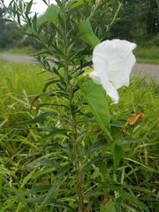 Calystegia silvatica