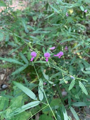 Desmodium paniculatum