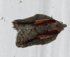 Acleris youngana