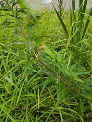 Calystegia silvatica