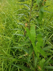 Calystegia silvatica