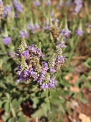 Veronica barrelieri